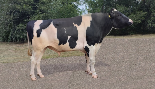 МАЭСТРО 572 ET